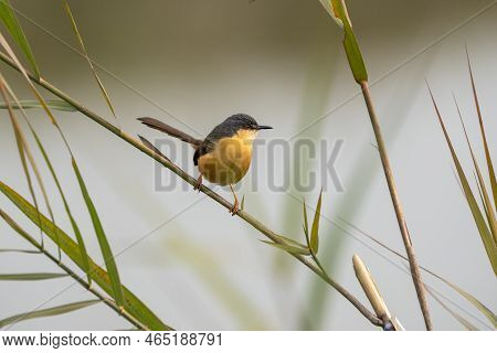 An Ashy Prinia Perched On A Grass Stem And Against A Nice Out Of Focus Background.