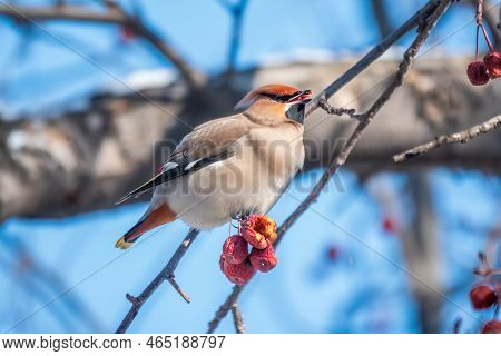 Bohemian Waxwing, A Beautiful Tufted Bird, Latin Name Bombycilla Garrulus, Sitting On A Wild Apple T