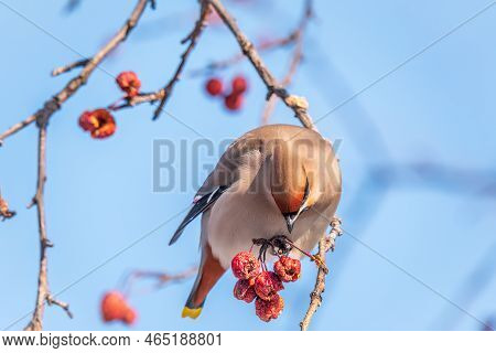 Bohemian Waxwing, A Beautiful Tufted Bird, Latin Name Bombycilla Garrulus, Sitting On A Wild Apple T