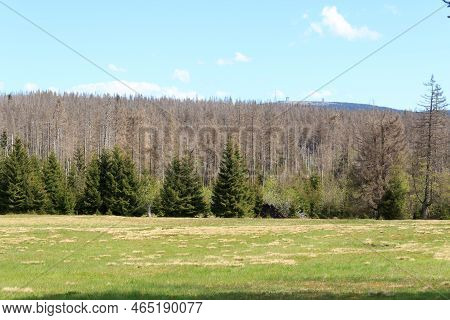 Mointain Brocken (blocksberg) With Transmitters And Dead Trees Killed By Bark Beetles In Harz Mounta