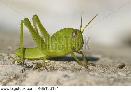 Closeup On A Brilliant Green Nymph Of The Egyptian Migrating Locust Grasshopper , Anacridium Aegypti