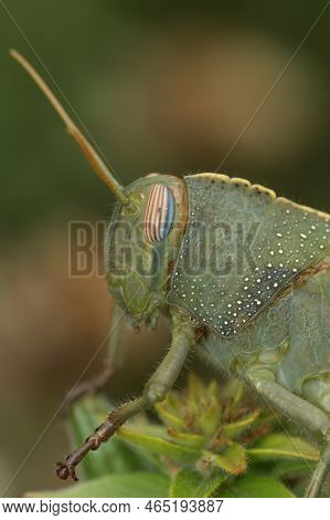 Vertical Closeup On A Green Nymph Of The Egyptian Migrating Locust Grasshopper , Anacridium Aegyptiu