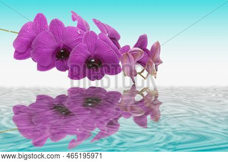 Purple Orchid Flowers At Green Branch With Blossoming And Leaf Buds .water Reflection Shadow