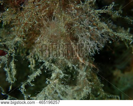Grapevine Hydroid Or Botryoid Stickhydroid (eudendrium Racemosum) Close-up Undersea, Aegean Sea, Gre