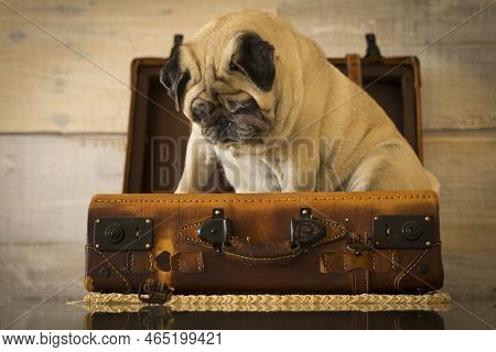 Travel Holiday Vacation Concept With Nice Funny Pug Dog Sit Down Inside An Old Vintage Luggage - Bro