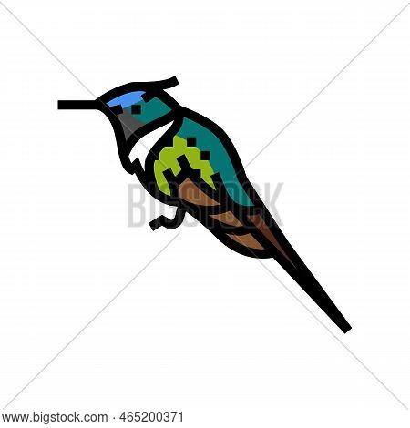 Horned Sungem Bird Exotic Color Icon Vector. Horned Sungem Bird Exotic Sign. Isolated Symbol Illustr