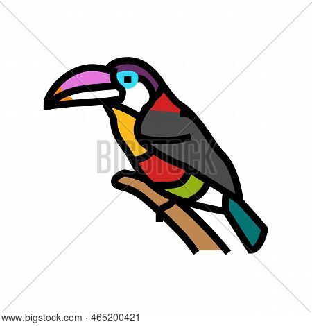 Curl Crested Aracari Bird Exotic Color Icon Vector. Curl Crested Aracari Bird Exotic Sign. Isolated 