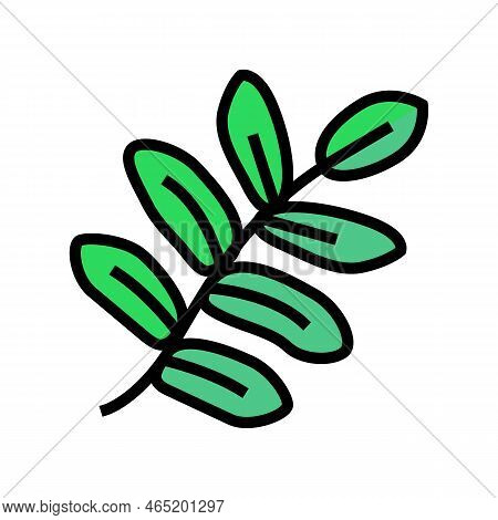 Royal Fern Tropical Leaf Color Icon Vector. Royal Fern Tropical Leaf Sign. Isolated Symbol Illustrat