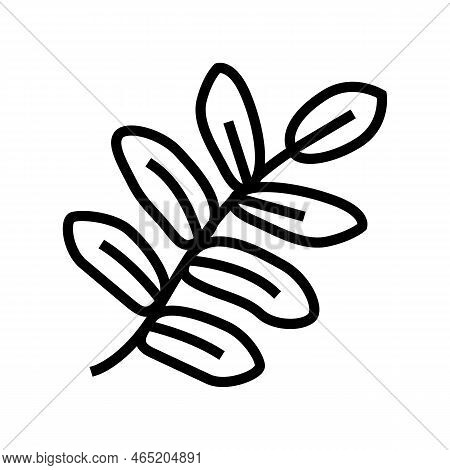 Royal Fern Tropical Leaf Line Icon Vector. Royal Fern Tropical Leaf Sign. Isolated Contour Symbol Bl