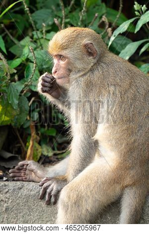 Formosan Macaque, Formosan Rock Monkey Also Named Taiwanese Macaque In The Wild.