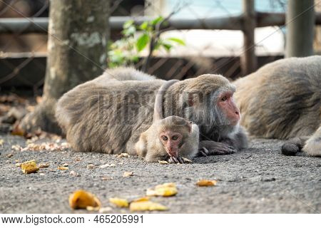 Formosan Macaque, Formosan Rock Monkey Also Named Taiwanese Macaque In The Wild.