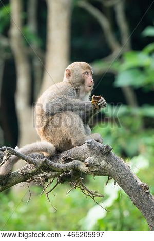 Formosan Macaque, Formosan Rock Monkey Also Named Taiwanese Macaque In The Wild.