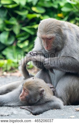 Formosan Macaque, Formosan Rock Monkey Also Named Taiwanese Macaque In The Wild.