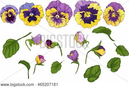 Set Elements, Pansy Viola, Yellow And Purple Flowers Green Leaves. Vector Illustration