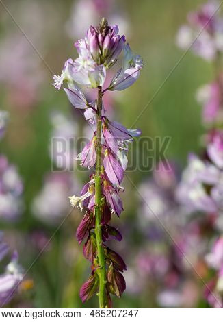 Wild Plants And Flowers Growing In The Countryside, Plants With Purple Flowers.