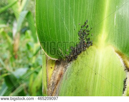 Pests On Corn In Natural Conditions, Aphidoidea Close-up