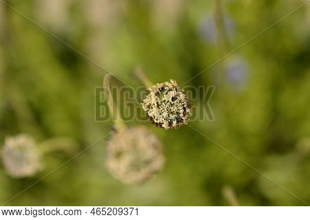 Common Globularia Seed Head In The Garden