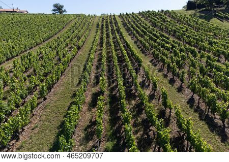Landscape With Vineyards Near Beaujolais Wine Making Village Val D'oingt, Gateway To Beaujolais Wine