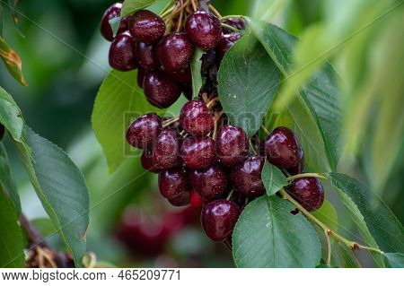 Sweet Ripe Black Cherry Berries Hanging On Cherry Tree In Fruit Orchard Near Venasque Village, Luber