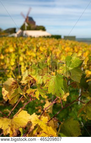 Autumn View On Colorful Grand Cru Champagne Vineyards Near Moulin De Verzenay, Pinot Noir Grape Plan