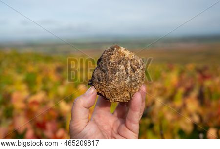 Example Of Soil Flintstones On Colorful Grand Cru Champagne Pinot Noir Vineyards Near Moulin De Verz