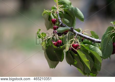 Sweet Ripe Black Cherry Berries Hanging On Cherry Tree In Fruit Orchard Near Venasque Village, Luber