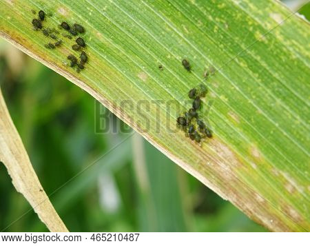 Pests On Corn In Natural Conditions, Aphidoidea Close-up