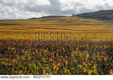 Autumn View On Colorful Grand Cru Champagne Vineyards Near Moulin De Verzenay, Pinot Noir Grape Plan