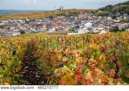 Autumn View On Colorful Grand Cru Champagne Vineyards Near Moulin De Verzenay, Pinot Noir Grape Plan