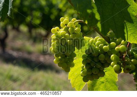 Green Unripe Gamay Noir Grape Growing On Hilly Vineyards Near Beaujolais Wine Making Village Val D'o