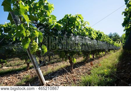 Green Unripe Gamay Noir Grape Growing On Hilly Vineyards Near Beaujolais Wine Making Village Val D'o