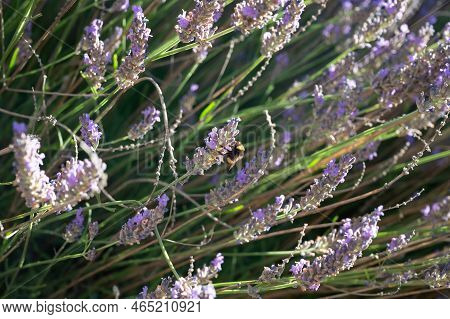 Lavender Fields In Plateau De Valensole In Summer. Alpes De Haute Provence, Paca Region, France