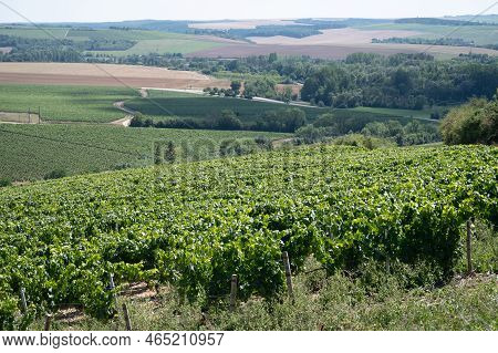 Panoramic View On Chablis Grand Cru Appellation Vineyards With Grapes Growing On Limestone And Marl