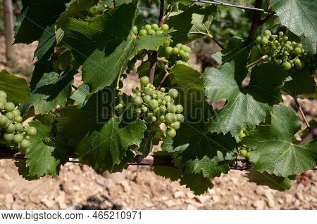 Green Chardonnay Grape Growing On Panoramic Hilly Chablis Grand Cru Appellation Vineyards On Limesto