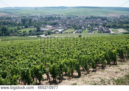 Panoramic View On Chablis Grand Cru Appellation Vineyards With Grapes Growing On Limestone And Marl