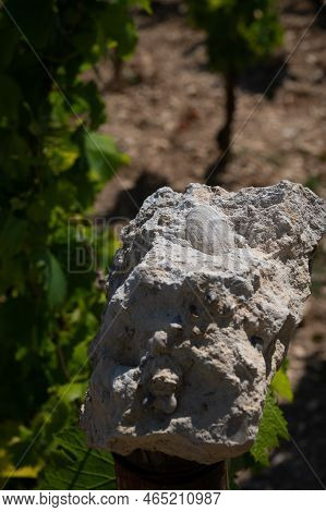 Sample Of Soil From Chablis Grand Cru Appellation Vineyards, Limestone And Marl Soils With Oyster Fo