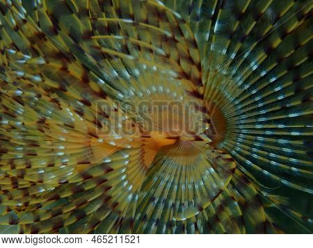 Marine Polychaete Mediterranean Fanworm Or Feather Duster Worm, European Fan Worm (sabella Spallanza