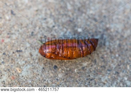 Pupa Moth From The Family Owlet Moths Noctuidae. Caterpillars Of This Species Are Pests Of Most Crop