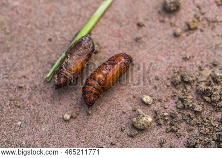 Pupa Moth From The Family Owlet Moths Noctuidae. Caterpillars Of This Species Are Pests Of Most Crop