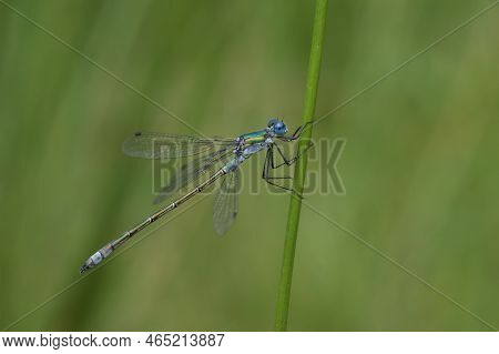 Natural Closeup On A Colorful Blue And Green Spreadwing Dragonfly, Lestes Dryas