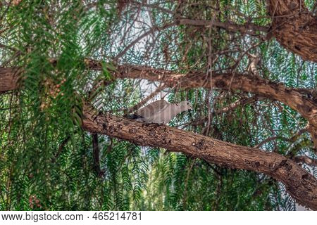 Eurasian Collared Dove Perched On A Branch Of A California Pepper Tree In Tenerife, Spain. A Gray Bi