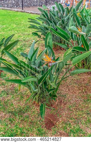 Flowering Bushes Of Strelitzia Reginae Grow In Jardines De Playa Chica Park In Puerto De La Cruz In 