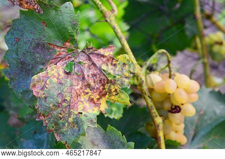 Anthracnose Of Grapes, Fungus Disease. Anthracnose Of Grapes, Caused By The Fungus Elsinoe Ampelina,