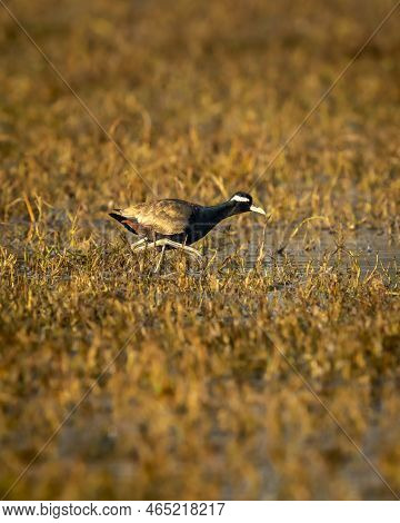 Bronze Winged Jacana Or Metopidius Indicus Portrait In Wetland Of Keoladeo Ghana National Park Or Bh