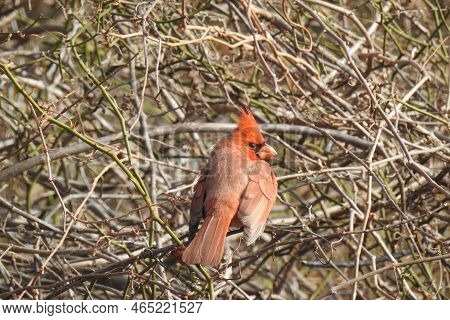 A Northern Cardinal Perched In The Thorny Thickets That Grow Wild On Assateague Island, Worcester Co