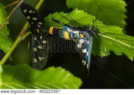 Close Up Of A Nine Spotted Moth Amata Phegea With Spread Wings