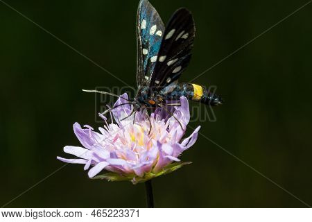 Nine-spotted Moth Or Yellow Belted Burnet, Amata Phegea, Formerly Syntomis Phegea, Macro In Weed, Se