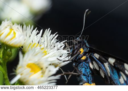 Nine-spotted Moth Or Yellow Belted Burnet, Amata Phegea, Formerly Syntomis Phegea, Macro In Weed, Se