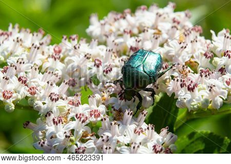Green Rose Chafer Cetonia Aurata On Danewort Sambucus Ebulus Flowers. Image With Local Focusing