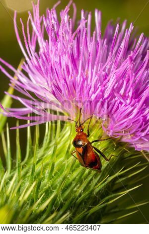 Mirid Bug On Thistle Flower. Summer Sunny Day Natural Environment